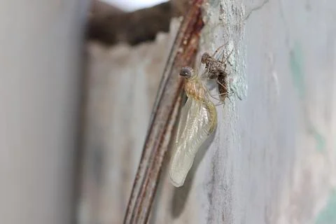 A dragonfly grows up on the wall after it hatches Stock Photos