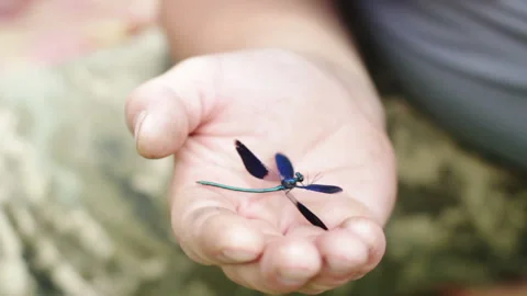 Dragonfly On The Hand Stock Footage 92023170