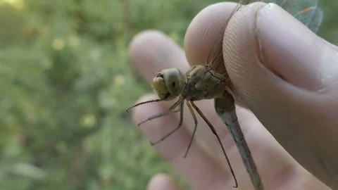 Dragonfly in hand nature Stock Footage 79043148