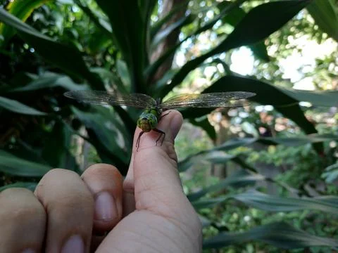Dragonfly on a hand Stock Photos