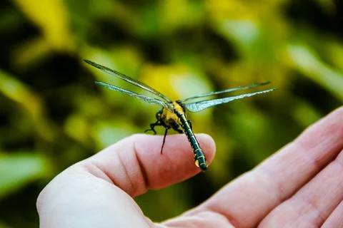 Dragonfly on a hand Stock Photos