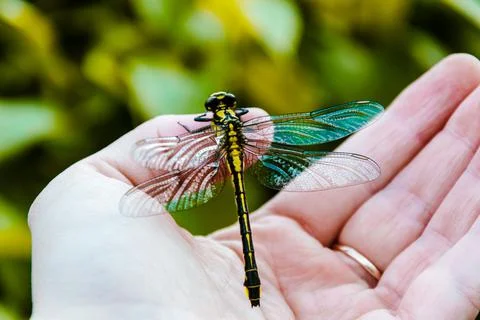 Dragonfly on hand Stock Photos