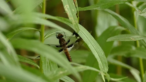 Dragonfly hanging down from fresh green leaf on moderate windy day Stock Footage 100704997