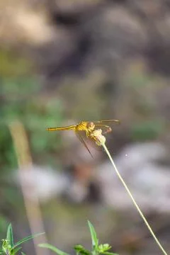 Dragonfly hanging on a tree branch Stock Photos