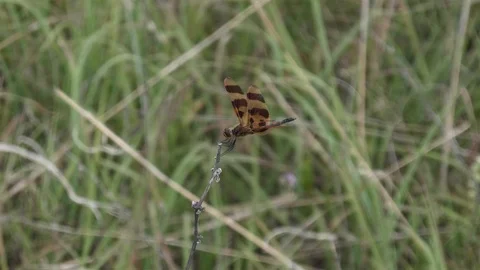 Dragonfly hangs on during a windy day. Video stock 123444853