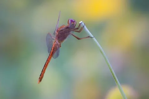 Dragonfly hangs on to a stem with nice soft background Stock Photos