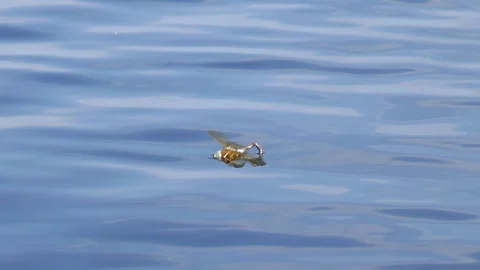 A dragonfly hatched from a larva Stock Footage 256155773
