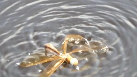 A dragonfly hatched from a larva Stock Footage 256155828