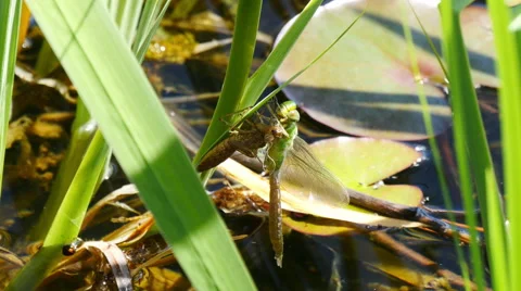 Dragonfly hatching from nymph. 4k, UHD Stock Footage 50577861