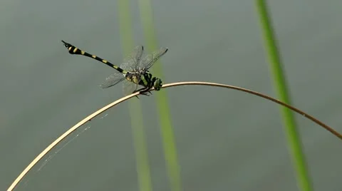 Dragonfly HD 库存影片 21979677