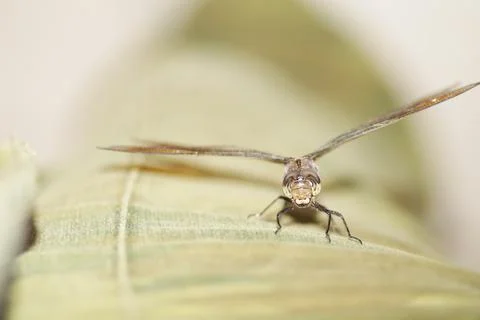 Dragonfly head close-up on a light background Stock Photos