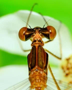 Dragonfly head Stock Photos