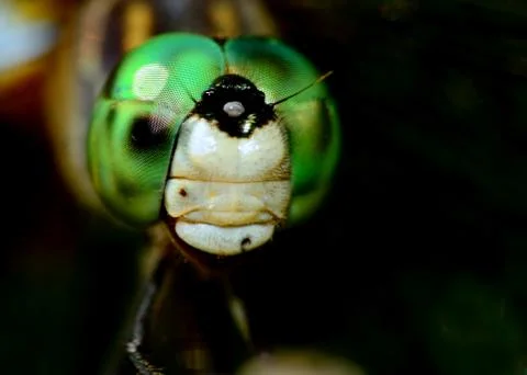 Dragonfly head Stock Photos