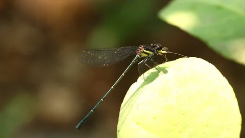 Dragonfly  hold on the leaf Stock Footage 88359932