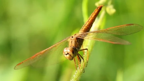 Dragonfly holding  branch of tree  in the field Chiangmai Thailand Stock Footage 106398914