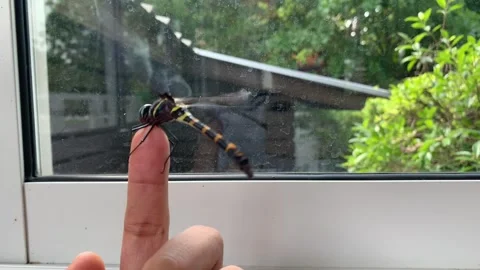 Dragonfly holding on finger by the window. Vídeo Stock 277129792