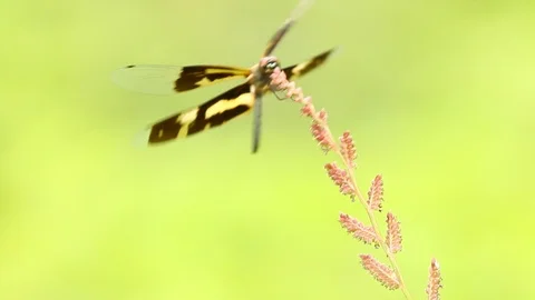 Dragonfly  holding on the leaf of grass Stock Footage 94097210