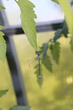 Dragonfly holding onto a leaf Stock Photos