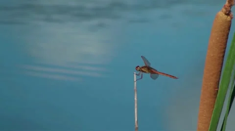 Dragonfly Holding On In The Wind Stock Footage 26381546