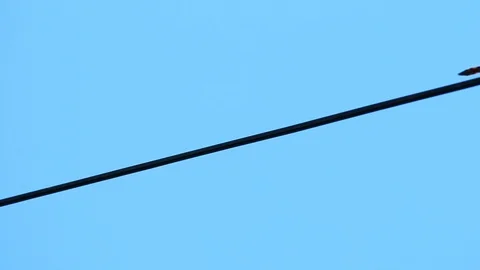 Dragonfly holding wire with blue sky , Chiangmai Thailand Stock Footage 117416677