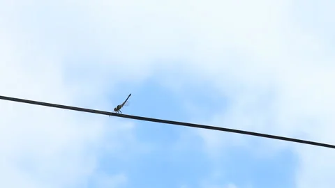 Dragonfly  holding the wire  with cloudy background , Chiangmai province Thailan Stock Footage 136302497