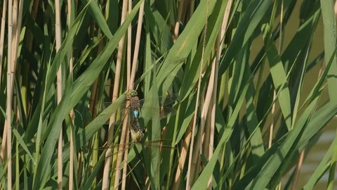 Dragonfly honeymoon in spring Stock Footage 101505212