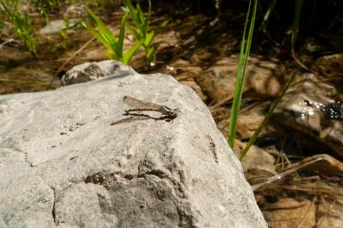 Dragonfly Horizontal Fotos de archivo