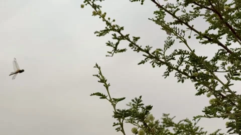 Dragonfly hovering and landing on a tree branch in a natural habitat. Vídeo Stock 334556923