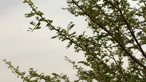 Dragonfly hovering and landing on a tree branch in a natural habitat. Video stock 334556933