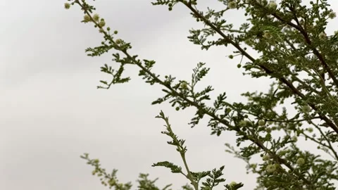 Dragonfly hovering and landing on a tree branch in a natural habitat. Video stock 334556937