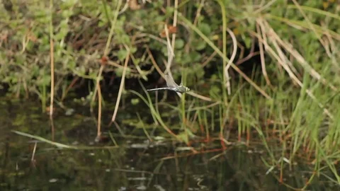 Dragonfly hovering Stock Footage 83509226