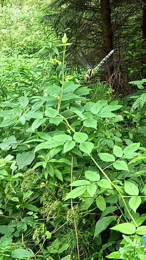 Dragonfly hovering gracefully above dense green forest plants Stock Footage 321371472