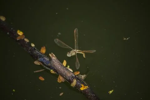 Dragonfly hovering over a river, Indonesia Stock Photos