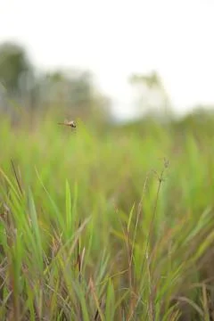 Dragonfly hovering over tall green grass in natural setting Stock Photos