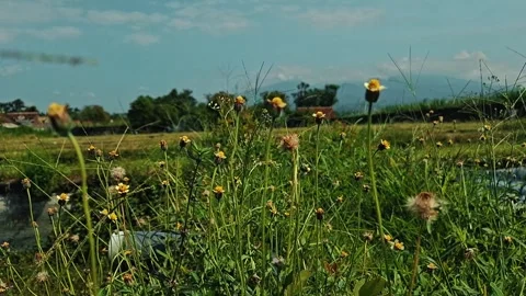 Dragonfly Hovering Over Wildflowers in Rural Meadow Stock Footage 334676243