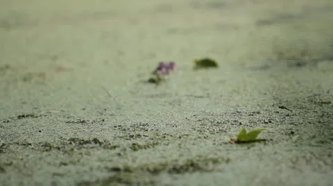 Dragonfly Hovers Over Swamp Stock Footage 26594729