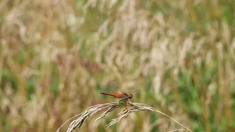 Dragonfly hunter. Video stock 117224649