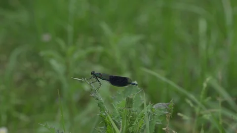 Dragonfly Hunting Stock Footage 107270837
