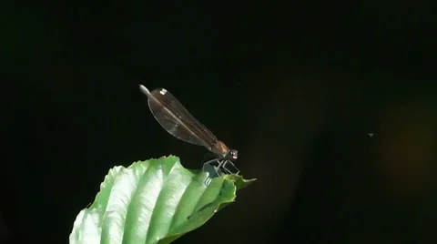 Dragonfly hunting a gnat Stock Footage 67992891