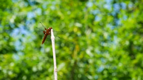 The dragonfly hunts while sitting on a tree branch. Vídeo Stock 244584126