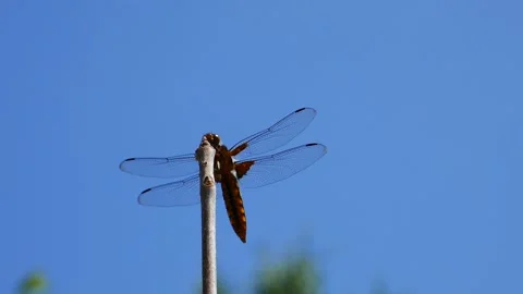 The dragonfly hunts while sitting on a tree branch 動画素材 244584161