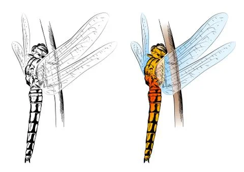 Dragonfly Stock Illustration