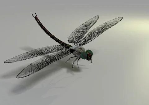 Dragonfly Stock Illustration