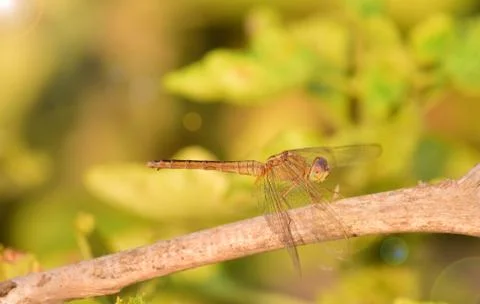Dragonfly image is wild with blur background. Dragonfly isolated. Stock Photos