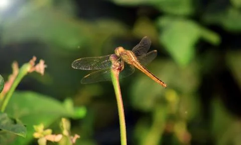 Dragonfly image is wild with blur background. Dragonfly isolated. Stock Photos