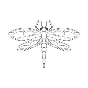 Dragonfly insect animal Stock Illustration