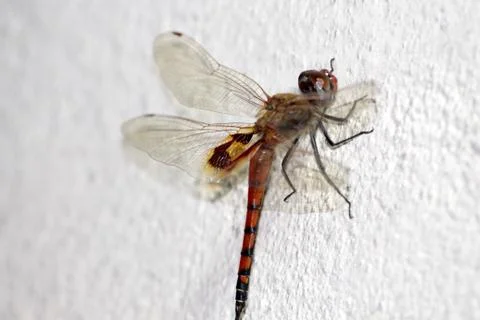 Dragonfly insect background Stock Photos