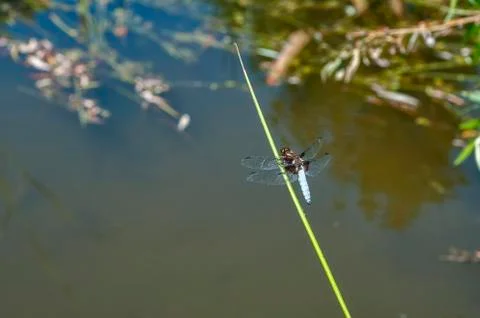 Dragonfly insect closeup Stock Photos