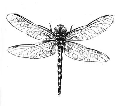Dragonfly insect Stock Illustration