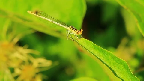 Dragonfly insect mantis wild Stock Footage 93440216